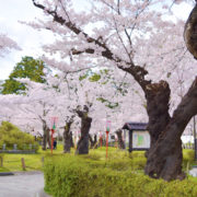 鶴岡市の花見は鶴岡桜まつり（鶴岡公園）
